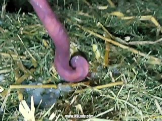 Pig fucking girl, sperm gone inside the pussy