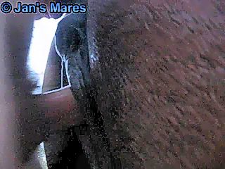 Man horse fuck at outdoor