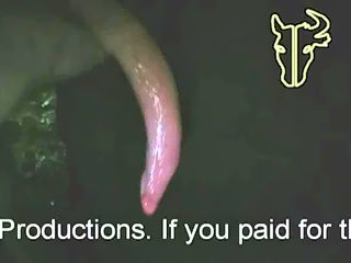 Bull handjob