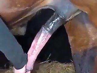 Horse to man sex