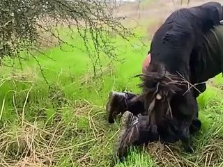 Danish man dog porn video